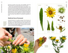 Medicinal Plants of the Pacific Northwest