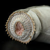 Sea Lamprey