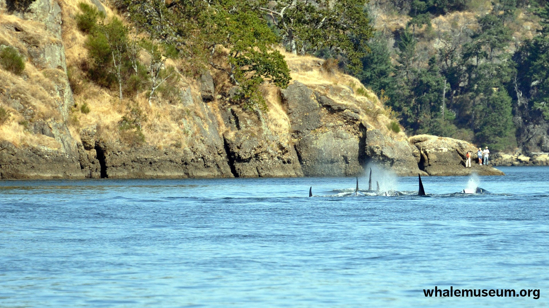 Orcas in Active Pass Background