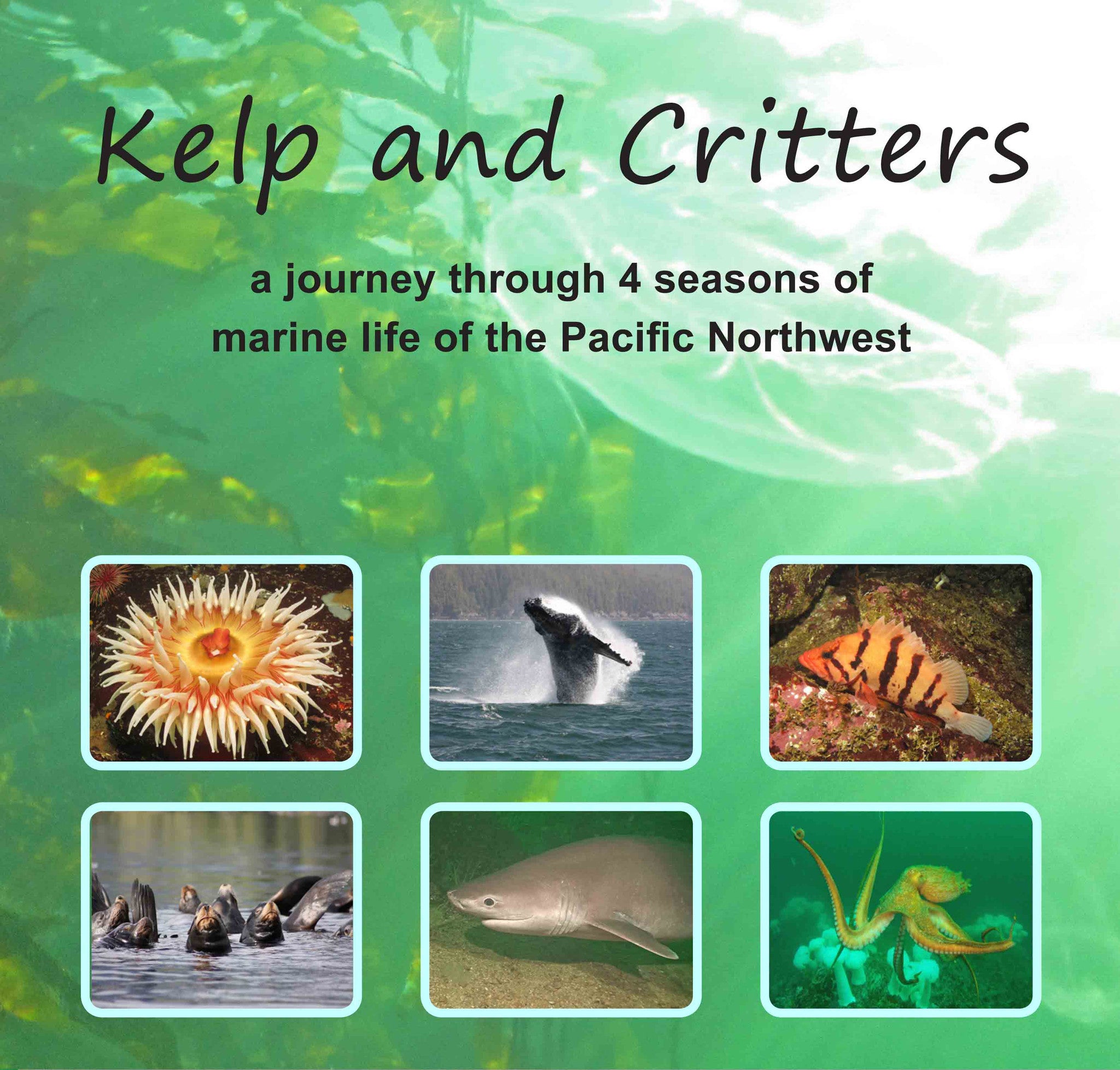 Kelp & Critters  DVD