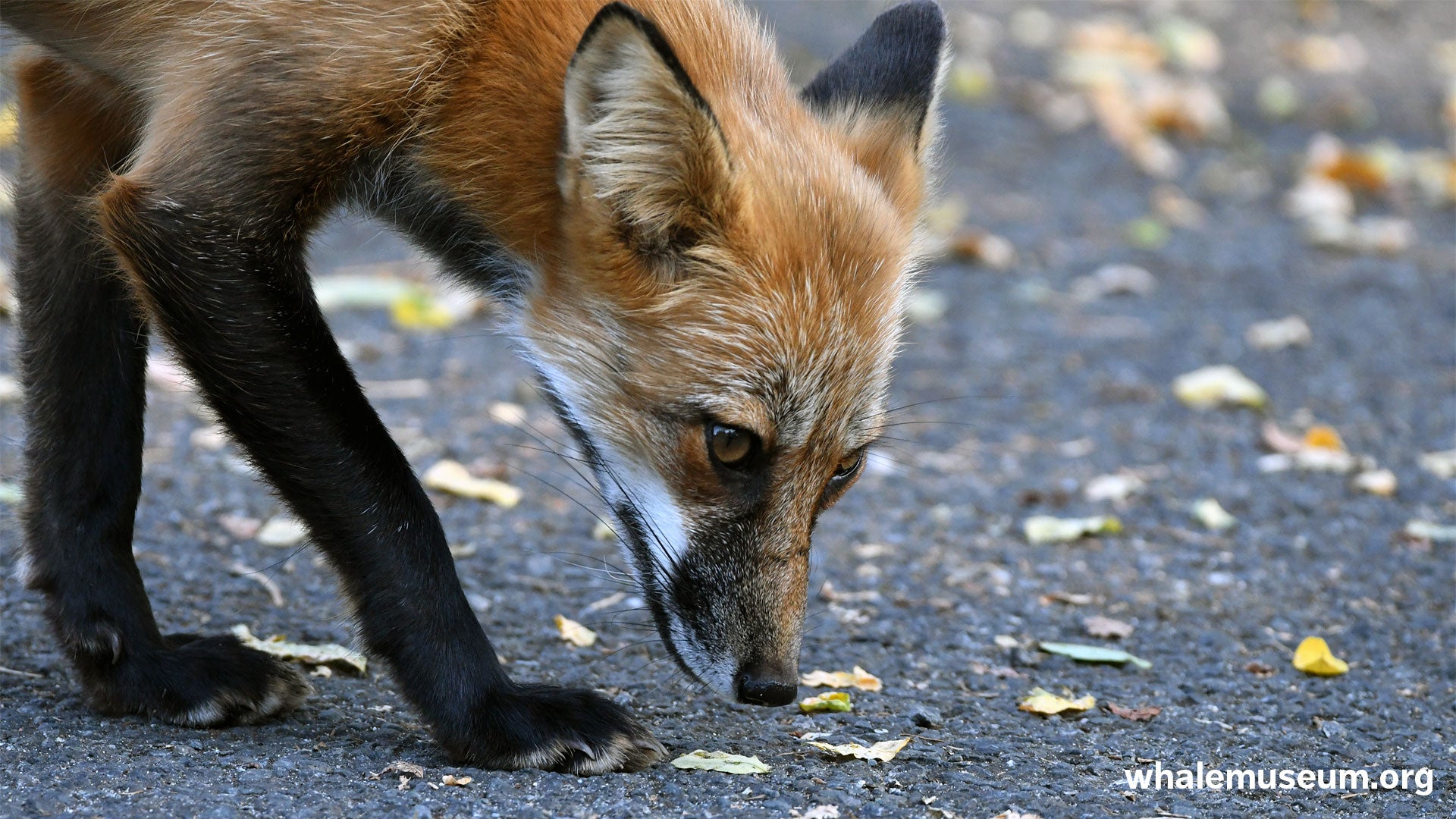 Sniffing Fox Background