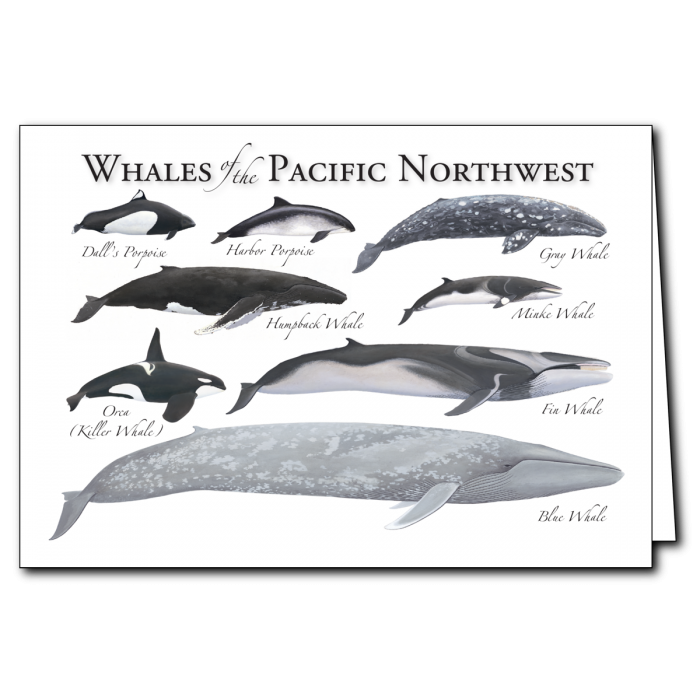 Whales of the Pacific Northwest Card