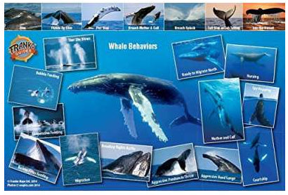 Humpback Whale Migrations Card