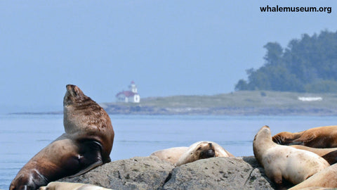 Harbor Seals Background