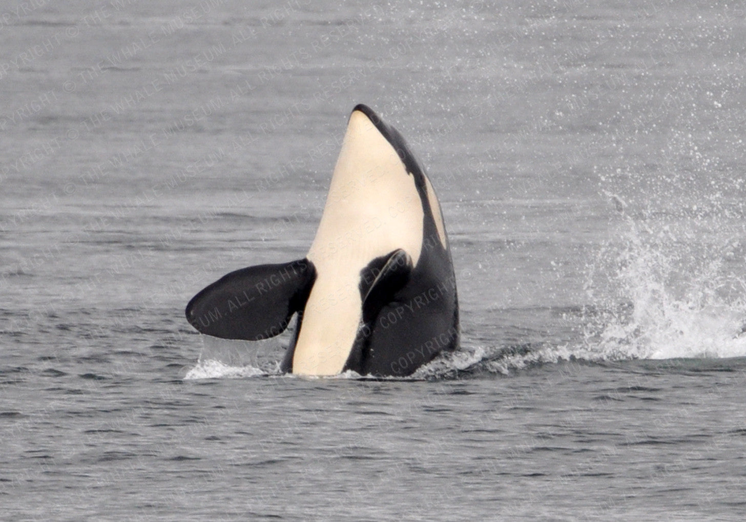 Oreo Orca
