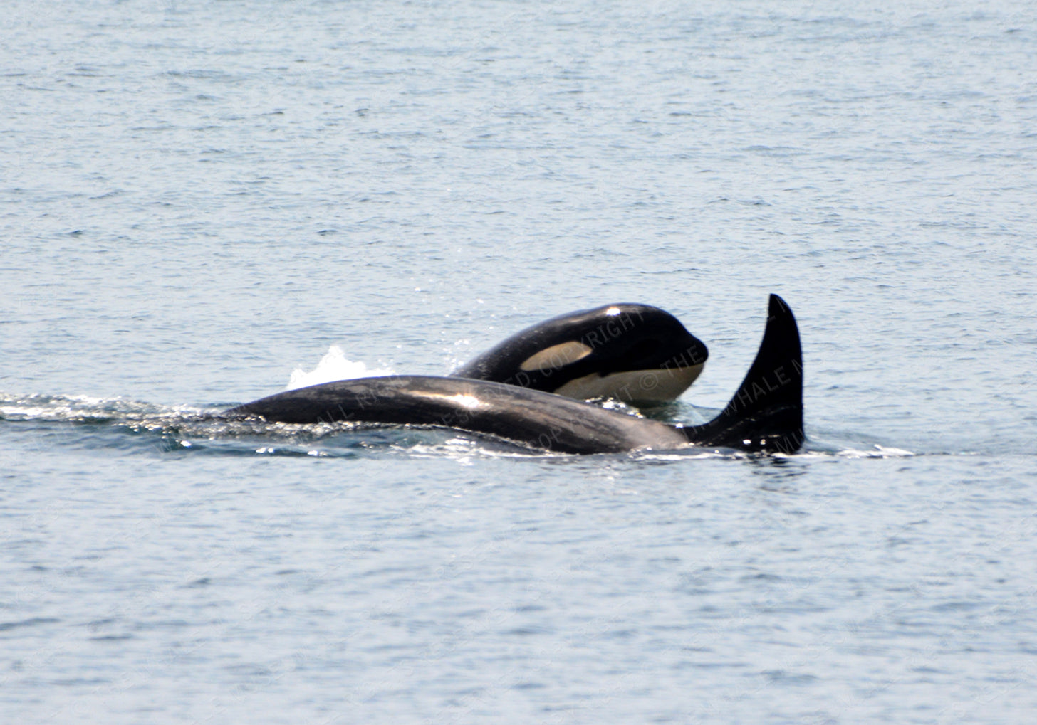 L-122 Magic | The Whale Museum