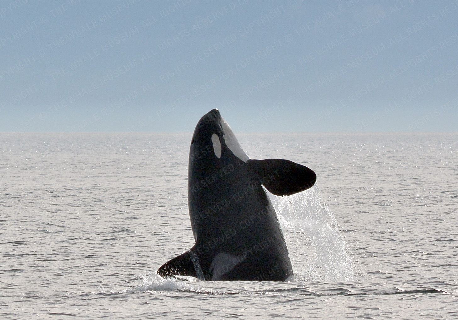 L-25 Ocean Sun | The Whale Museum