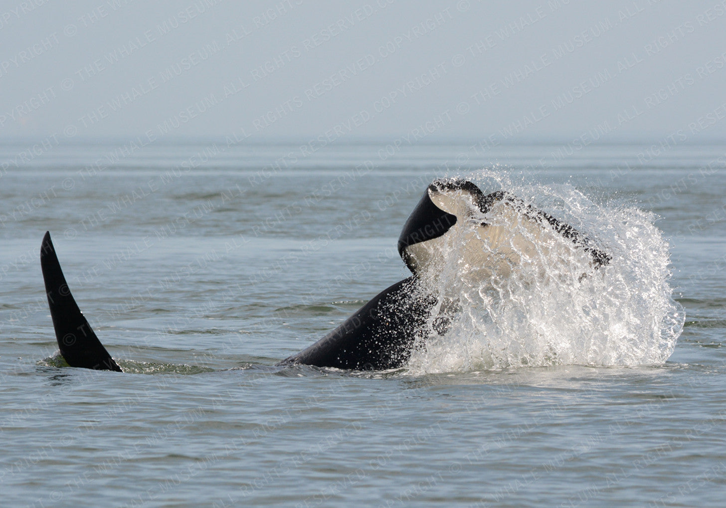 L 87 L-87 Onyx | The Whale Museum
