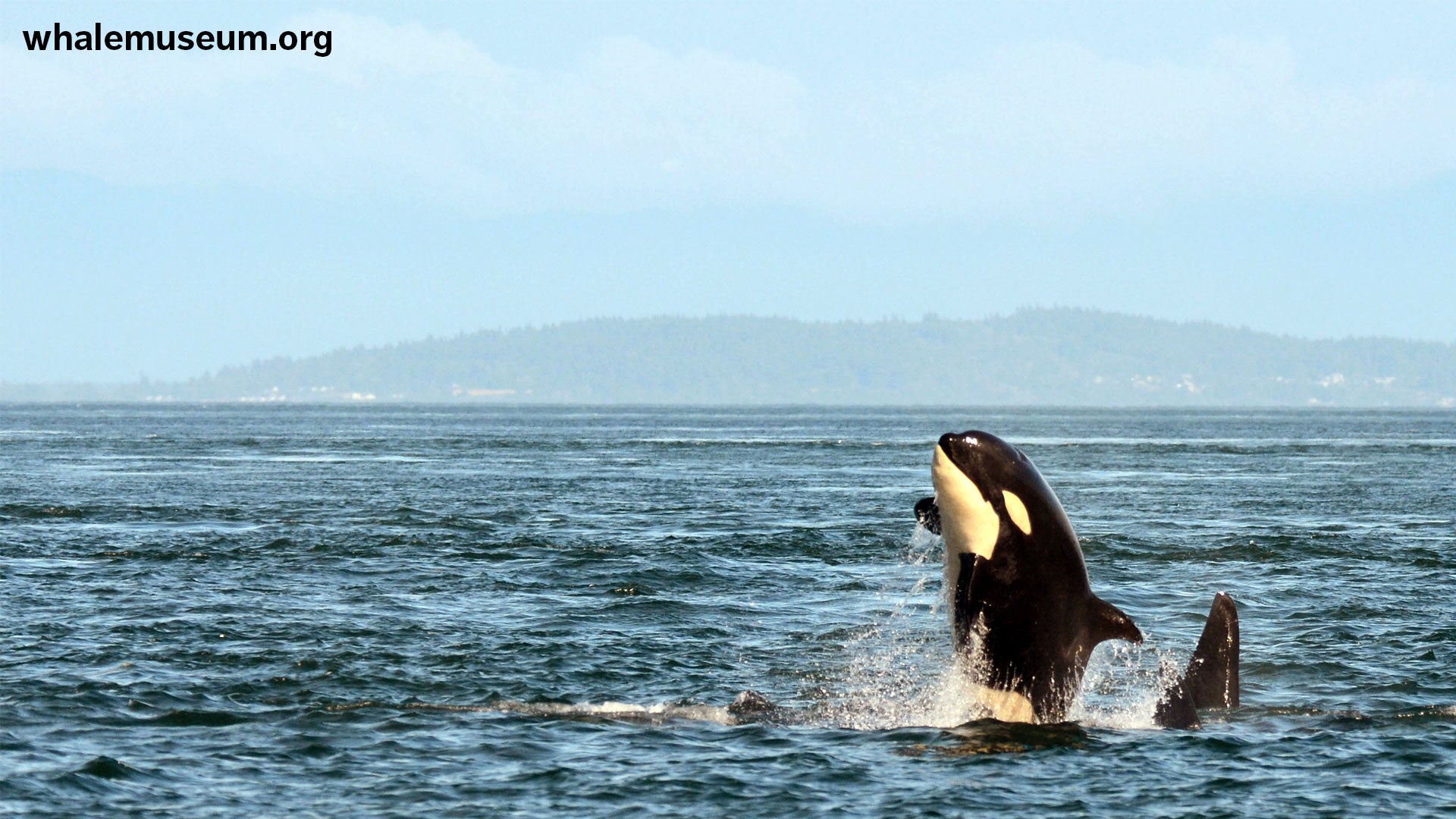 Orca Breaching Background