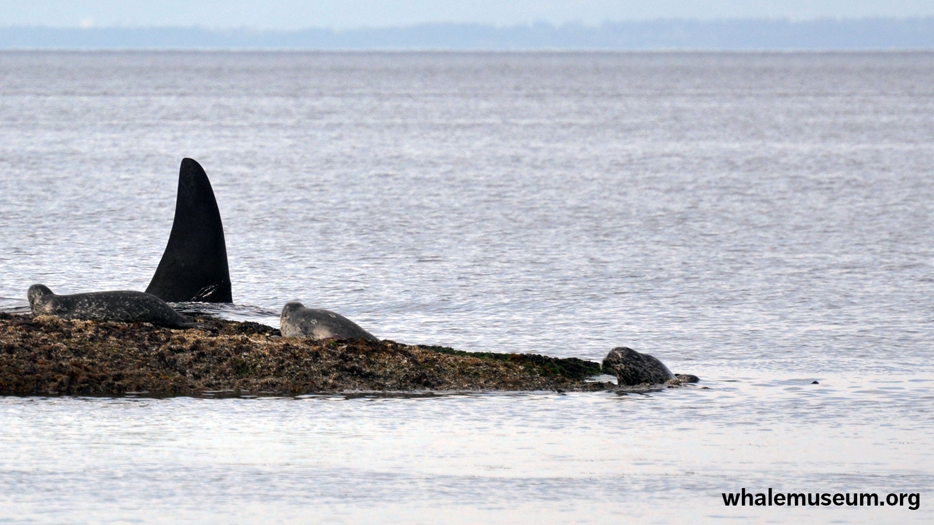 Orca Harbor Seals Background