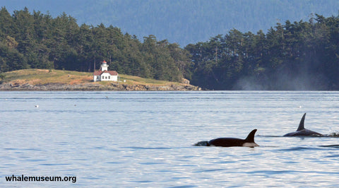 Orcas Off Lighthouse Background