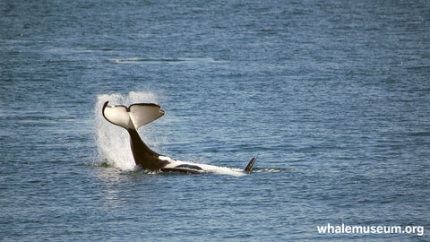 Orca Tail Slap Background