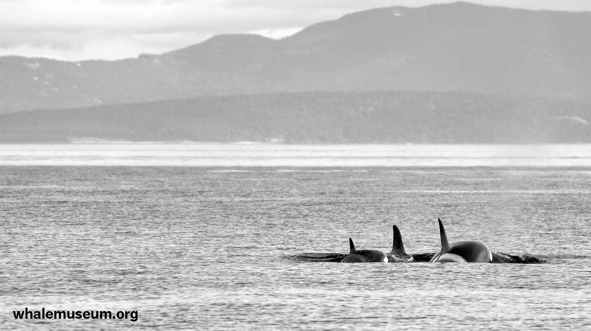 Orcas Travelling Background