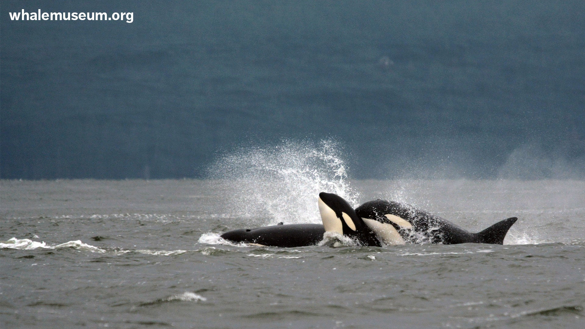 Orcas Snuggling Background