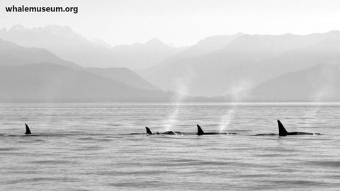 Orcas Exhaling Background