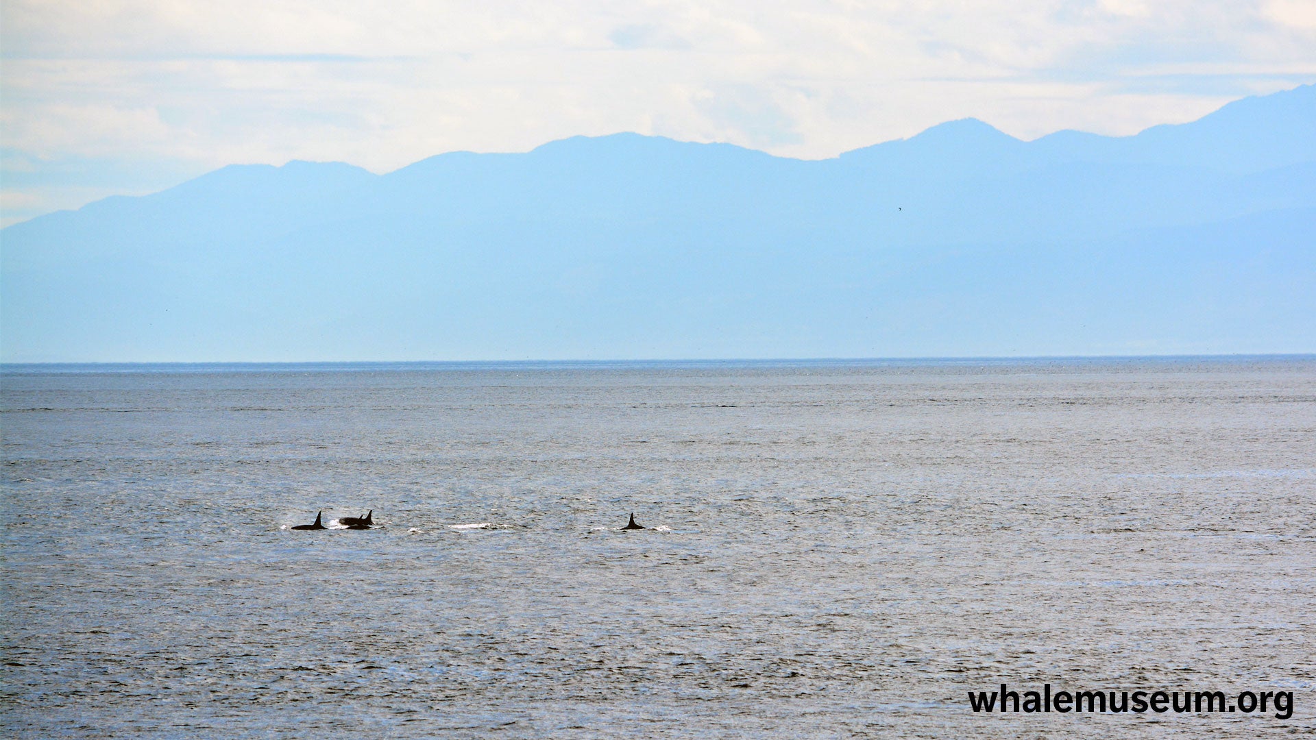 Olympic Orcas Background