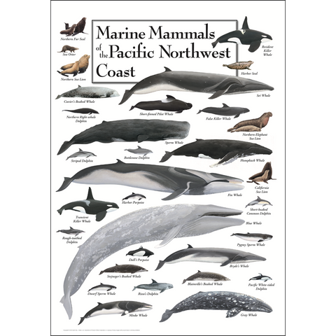 Marine Mammals of the Pacific Northwest Poster #10