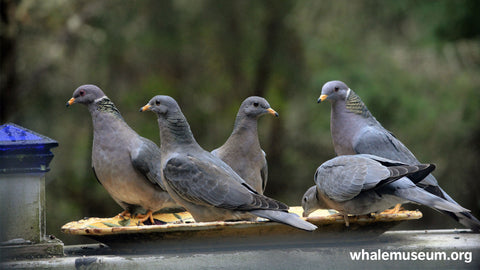 Band-tailed Pigeons Background