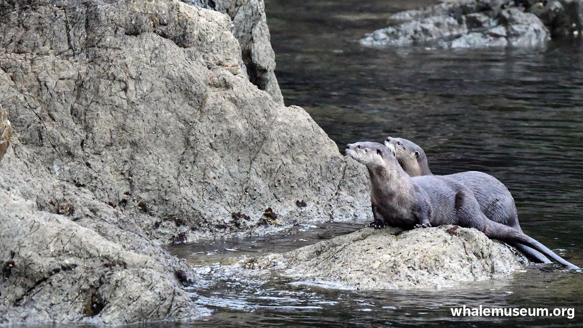 River Otters Background