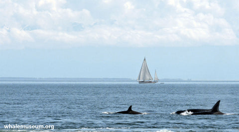 Sailing with Orcas Background