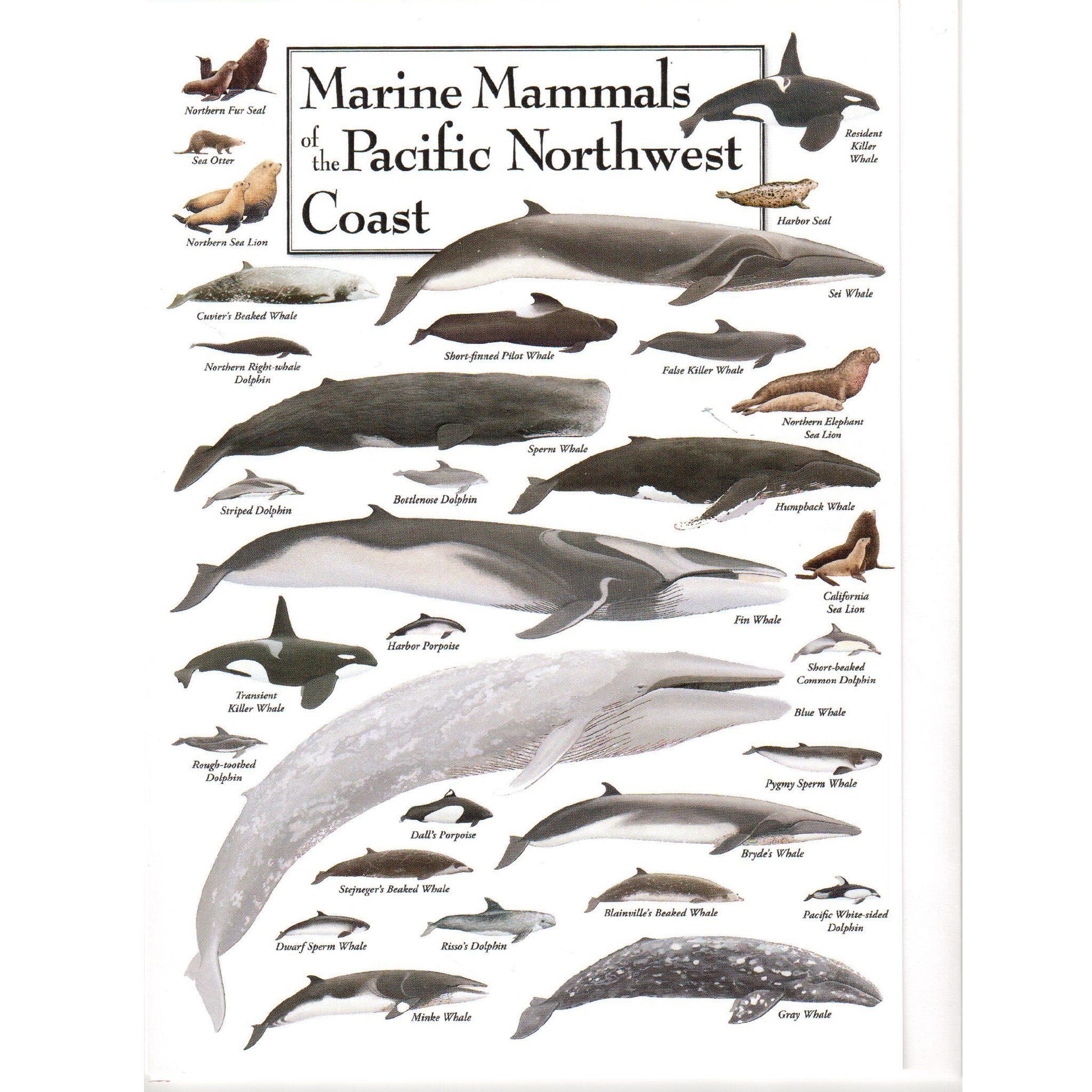 Marine Mammals of The Pacific Northwest Card