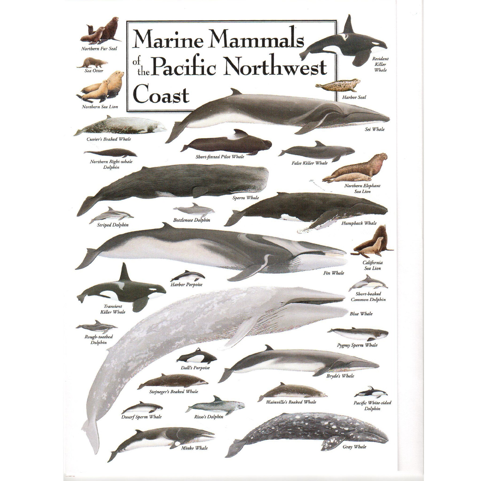 Marine Mammals of The Pacific Northwest Card | The Whale Museum