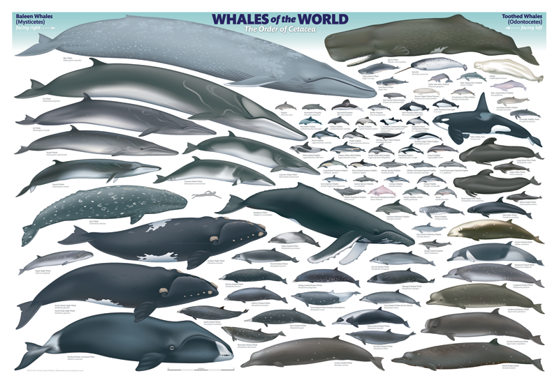 Whales of the World Poster #12