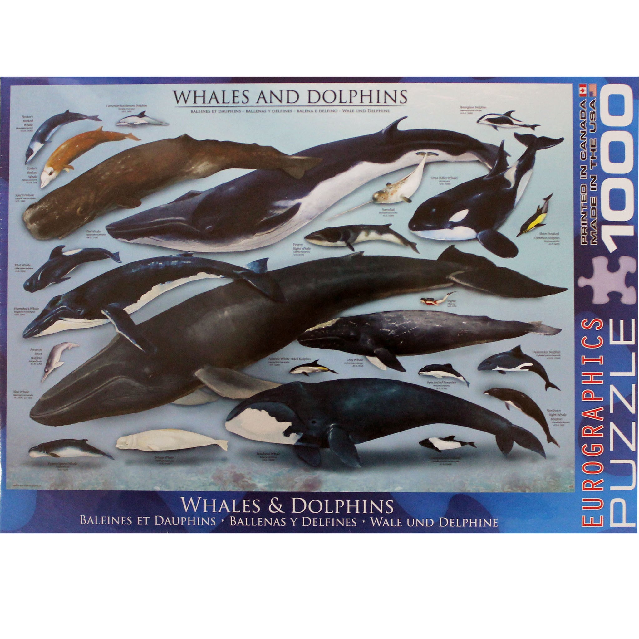 Whales & Dolphins Puzzle: 1000 piece | The Whale Museum